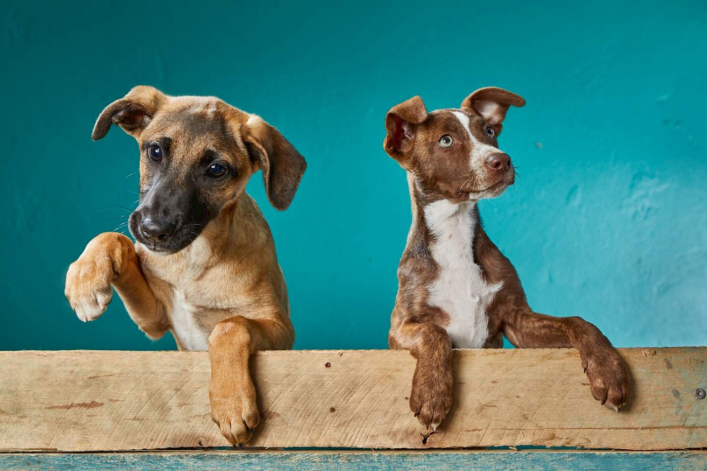 Two cute brown rescue-puppies for the TEARS calendar 2021 - photo Greg Lumley